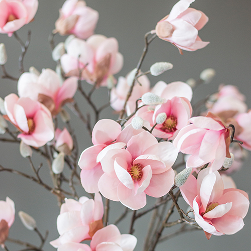 Magnolienzweig lang