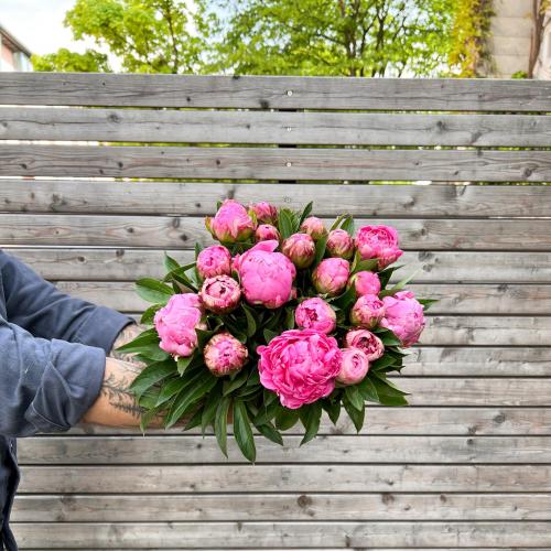 Pfingstrose "Dr. Alex Fleming" gefüllte Blüte