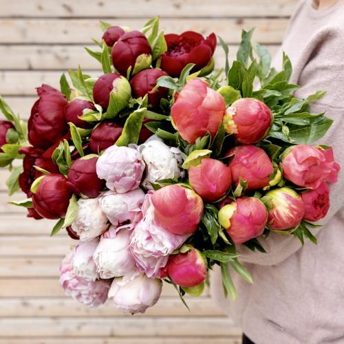 ♥︎ Pfingstrose gemischte Farben -Muttertag Spezial ♥︎