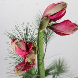 Amaryllis "Kirsch-Farben" mit Seidenkiefer