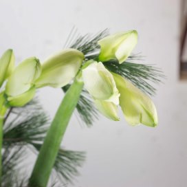 Amaryllis "weiß" mit Seidenkiefer