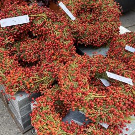 Hagebuttenkranz