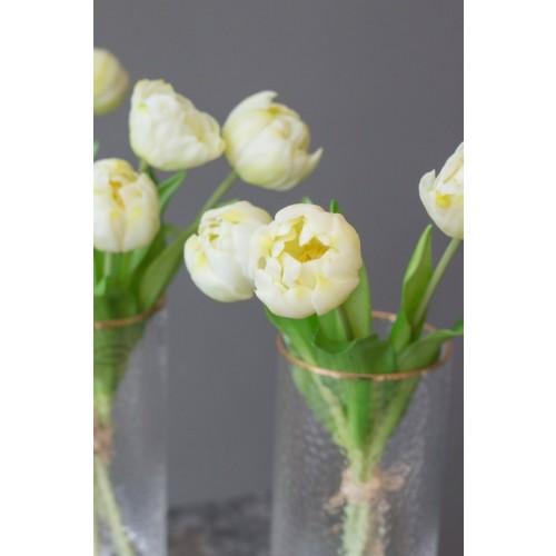 Tulpen creme im Bund