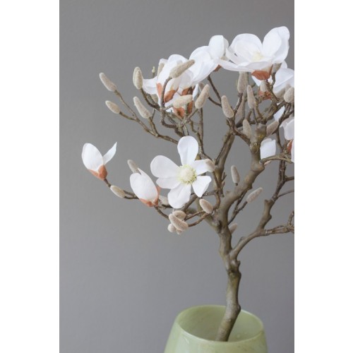 Magnolienbaum 85 cm
