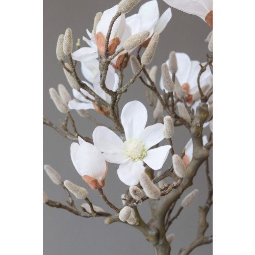 Magnolienbaum 85 cm