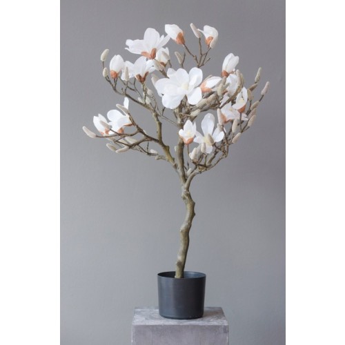 Magnolienbaum 85 cm