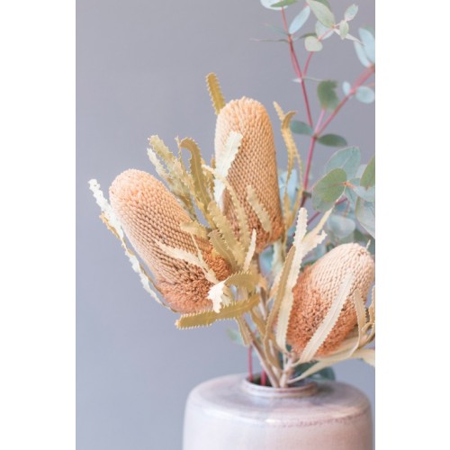 Protea getrocknet "natur"