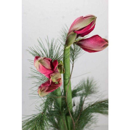 Amaryllis "Kirsch-Farben" mit Seidenkiefer