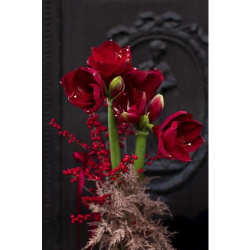 Red Amaryllis Luxe – festliches Amaryllis-Bouquet in Rot