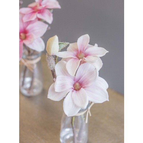 Magnolia Blüte mit Vase