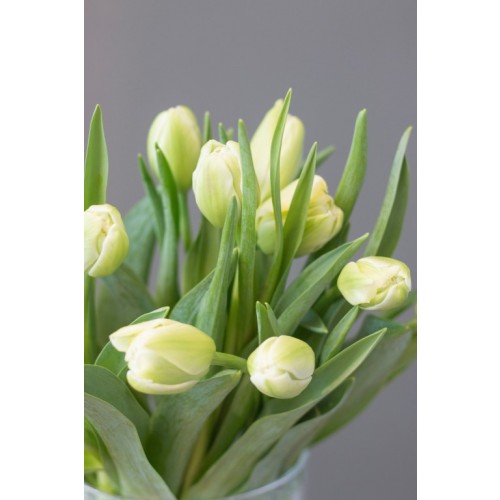 Tulpen weiß gefüllte Blüte je stück