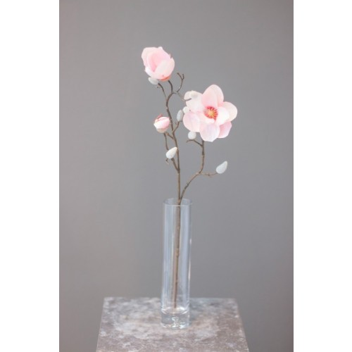 Magnolienzweig