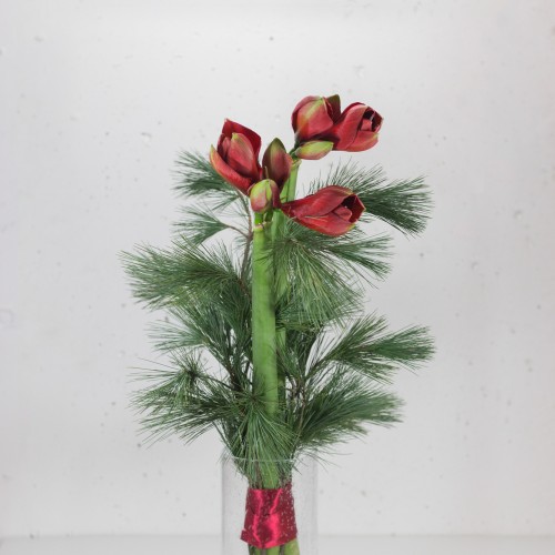 Amaryllis "rot" mit Seidenkiefer