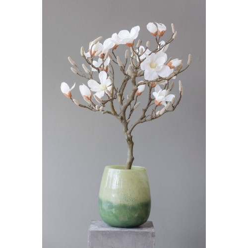 Magnolienbaum 85 cm