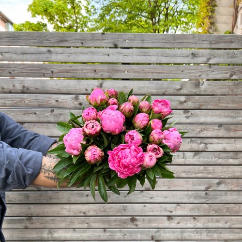 ♥︎ Pfingstrose pink -Muttertag Spezial ♥︎