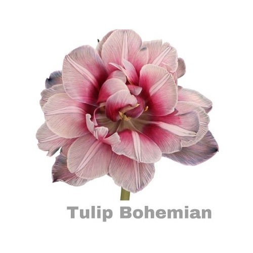 Tulpen "Bohemian" (10 Stück)