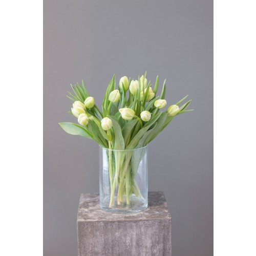 Tulpen weiß gefüllte Blüte je stück